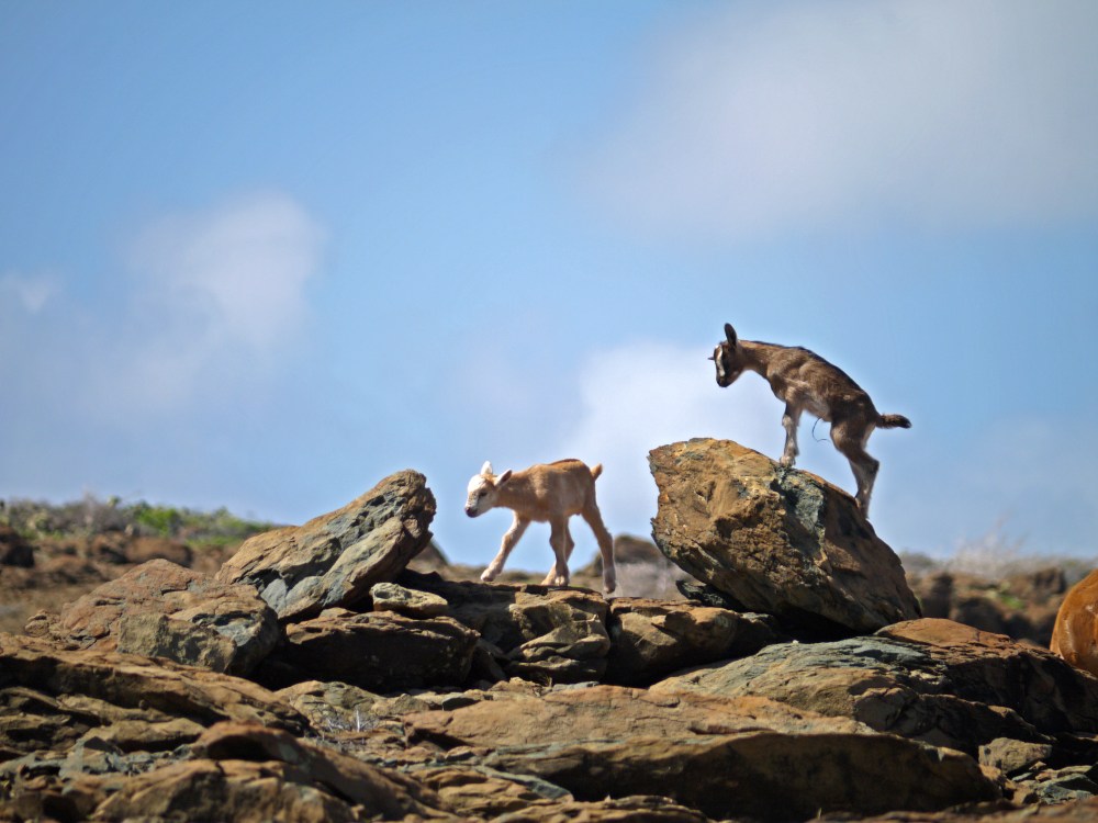 aruba, goat, nature, travel