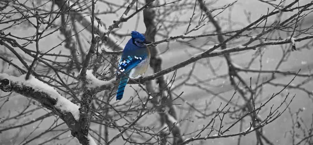 An actual Blue Jay.