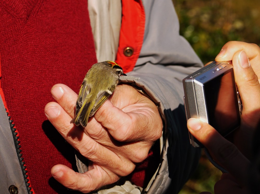 bird banding, north carolina, bird, nature