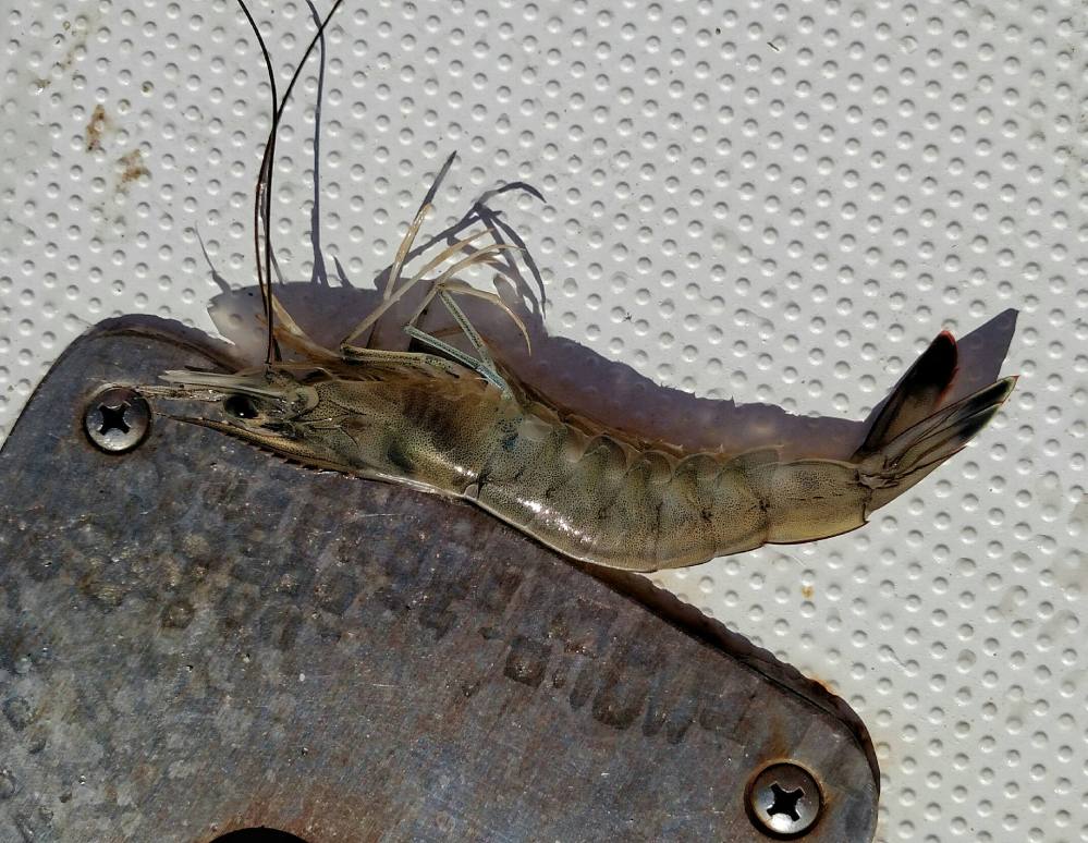 florida, nature, birding, shrimp