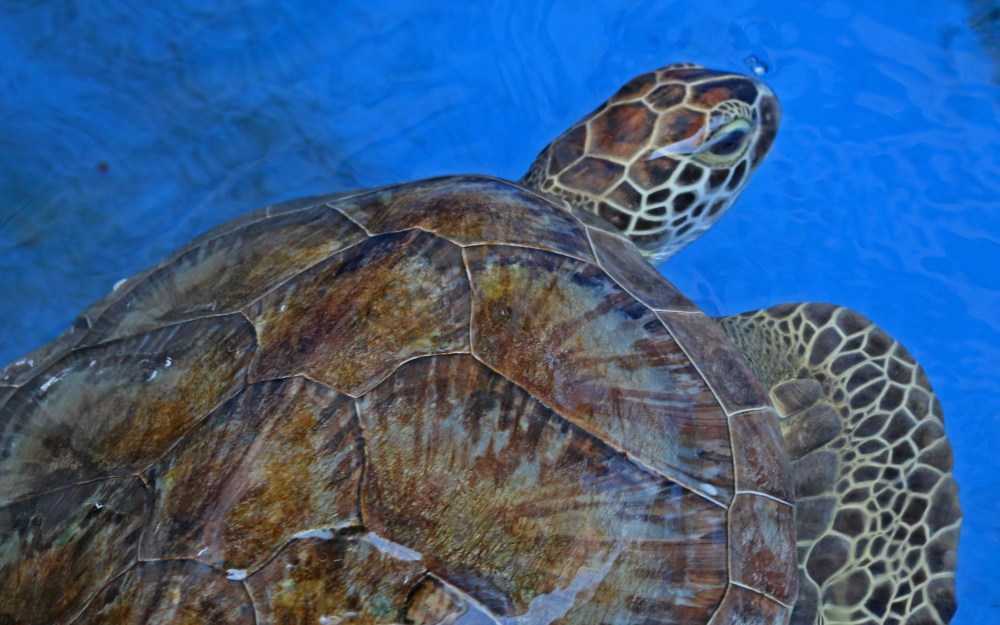 sea turtle, nature, florida, emerald coast