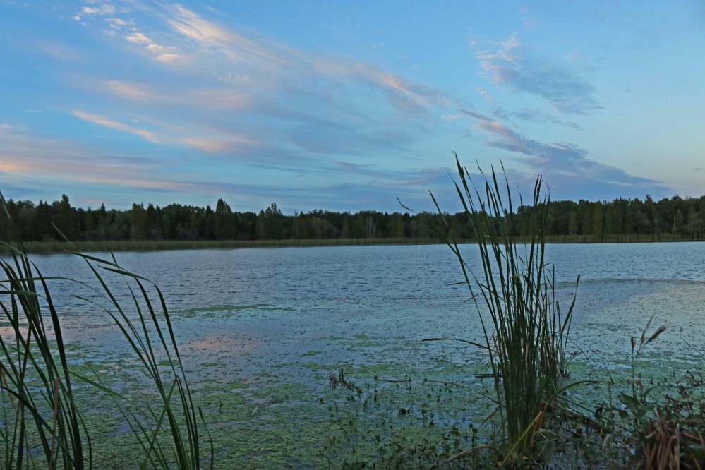 florida, nature, landscape