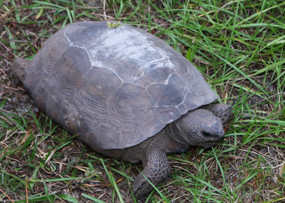 nature, florida, landscape