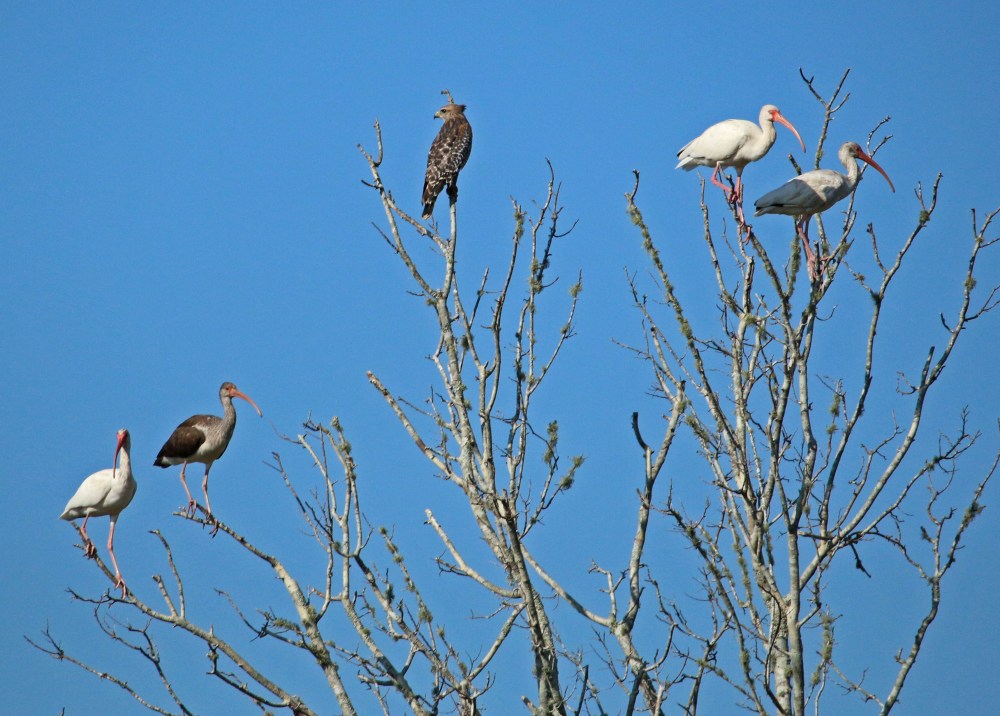 everglades, florida, nature