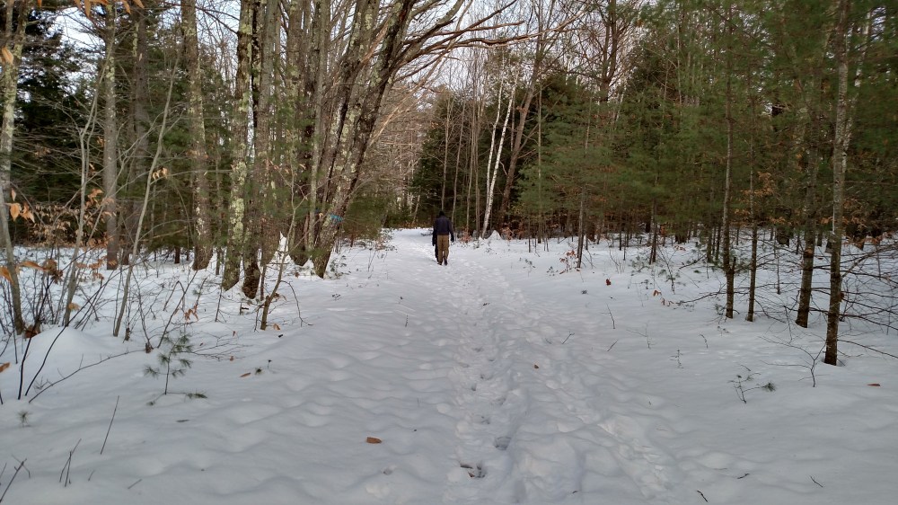 maine, nature, landscape