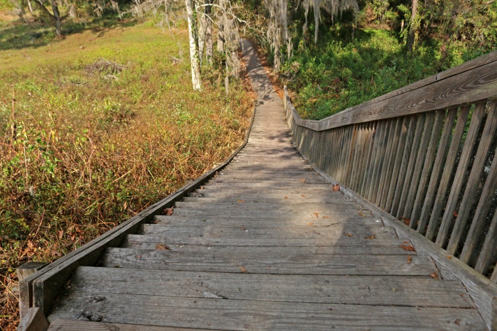 nature, landscape, florida