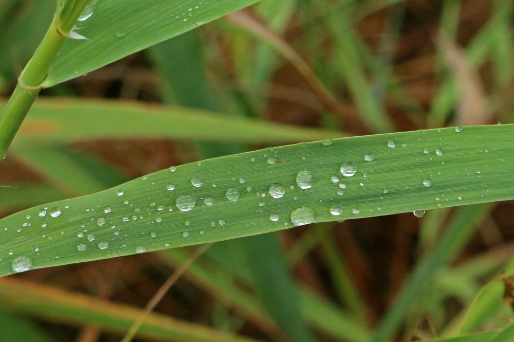 nature, landscape, florida