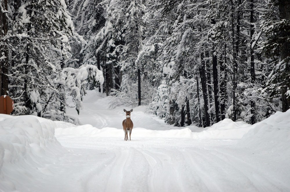 snow, winter, deer, nature