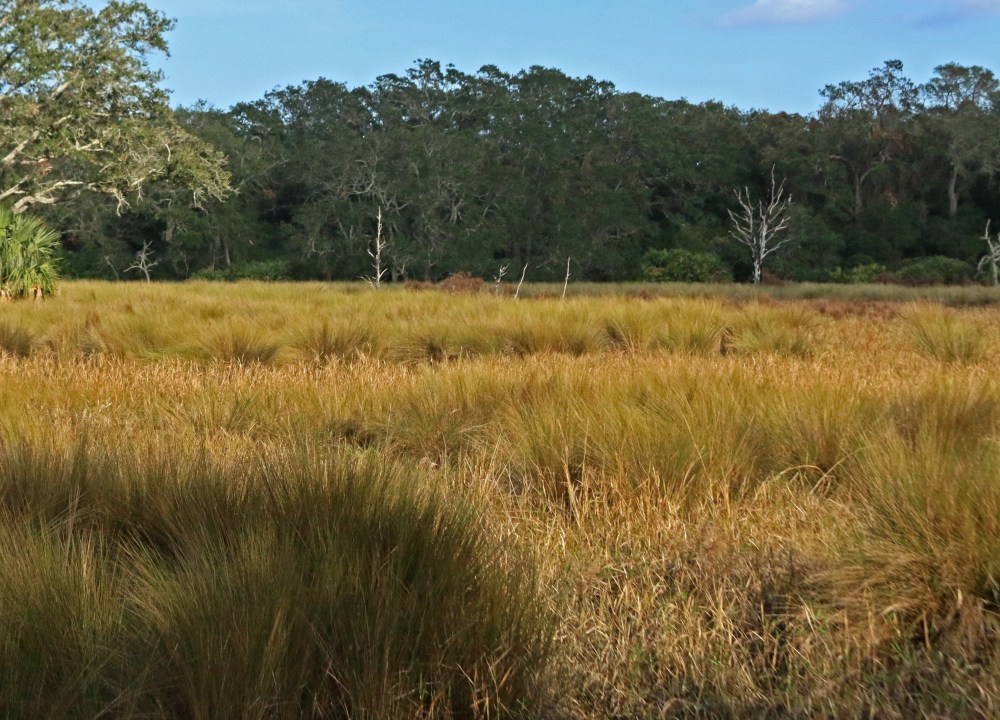 florida, nature, landscape