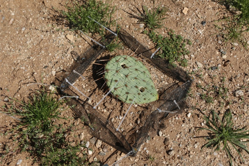 nature, arizona, research, science
