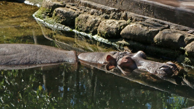 hippo, florida, park
