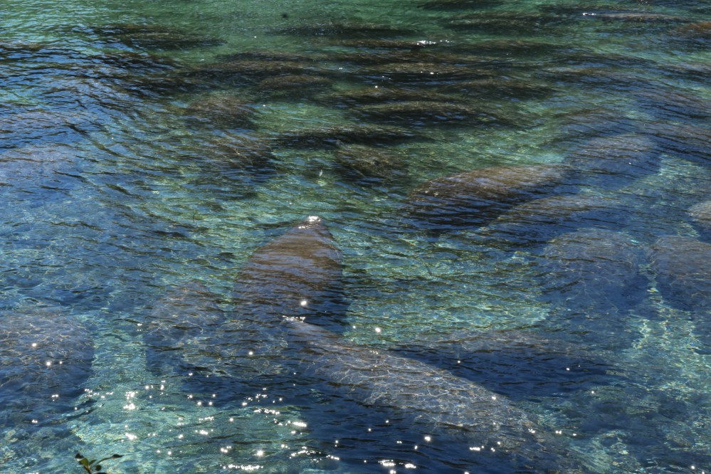 manatees, nature, landscape