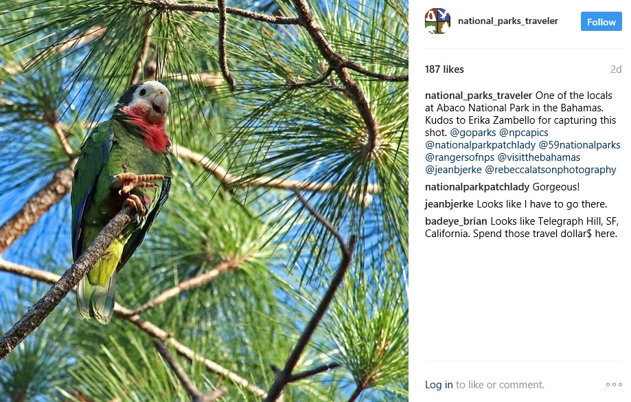 instagram, parrot, bird