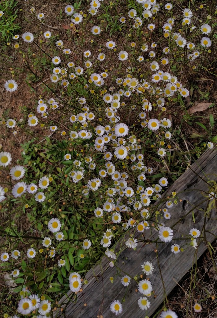 flowers, nature, landscape