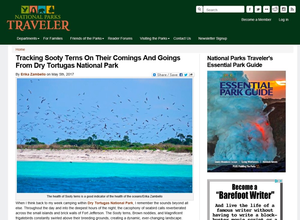 nature, birds, travel