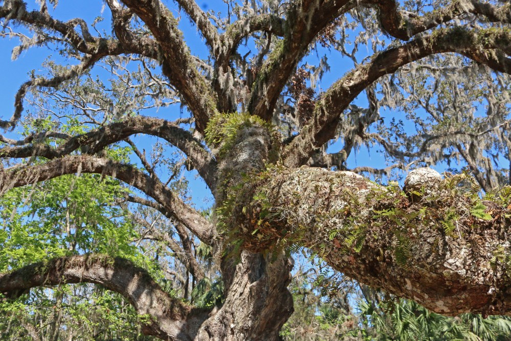 florida, nature, travel, state park