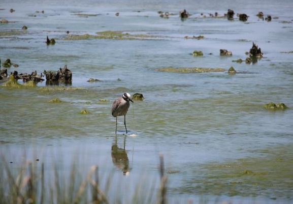 heron, birding, virginia