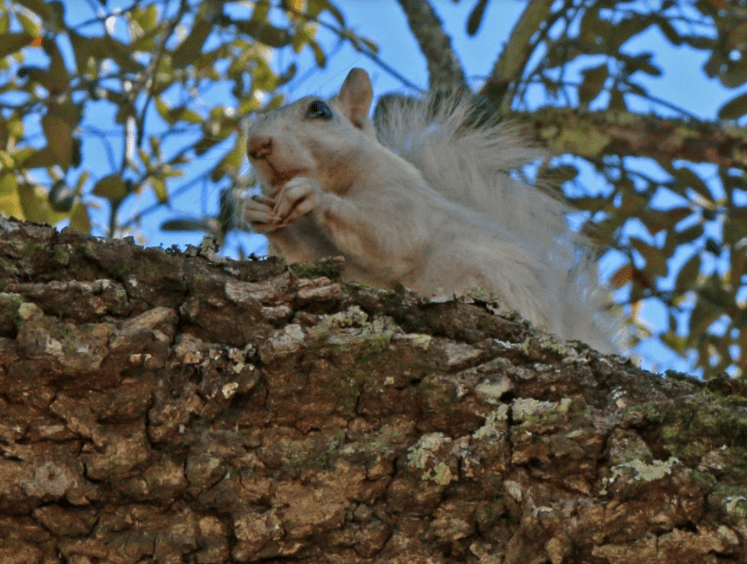 white squirrel, nature, florida