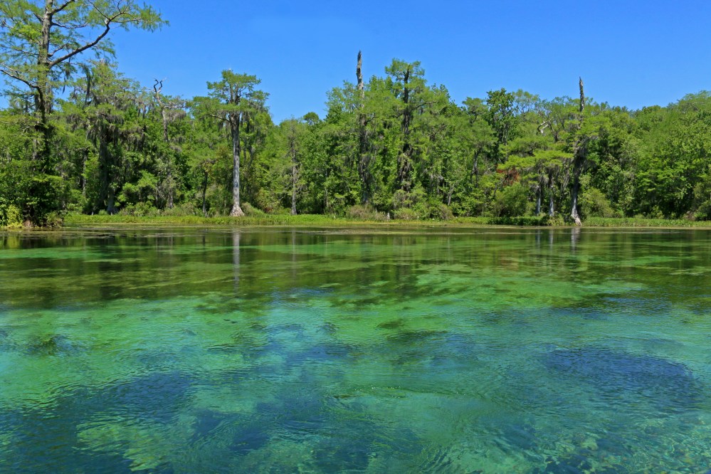 nature, landscape, florida, springs