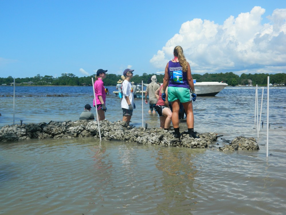 oyster reef, florida, nature