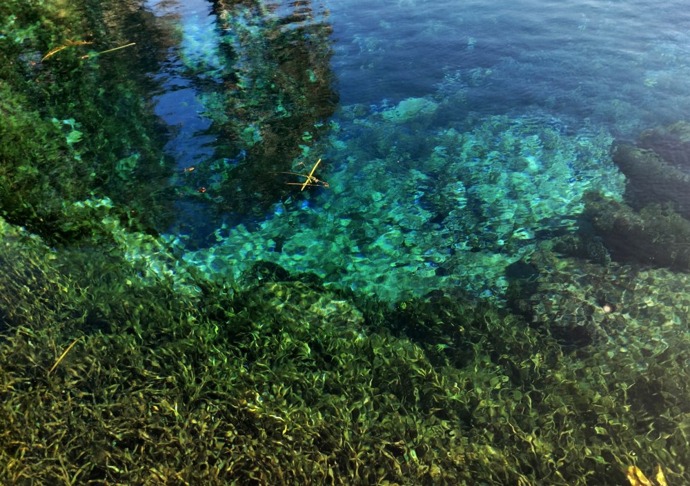 nature, springs, florida