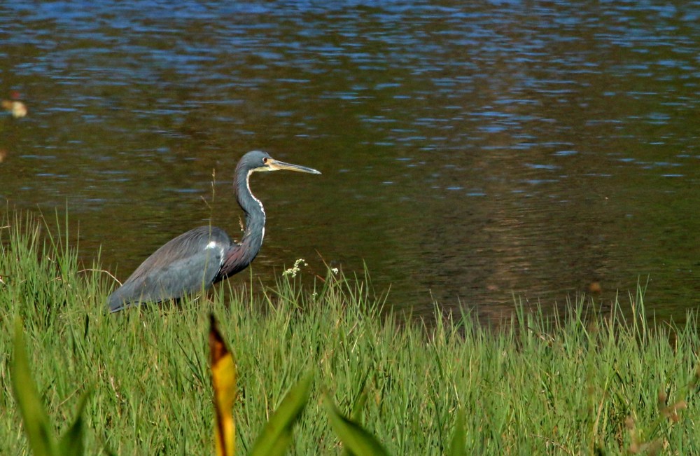 Nature, birding, florida