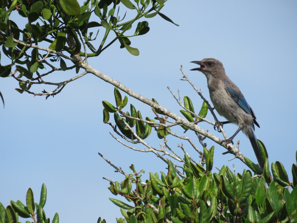 Florida Scrub Jay