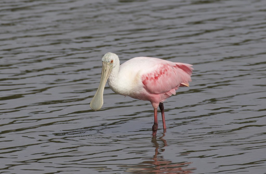 Roseate Spoonbill