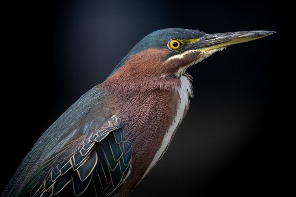 close up of a green heron head