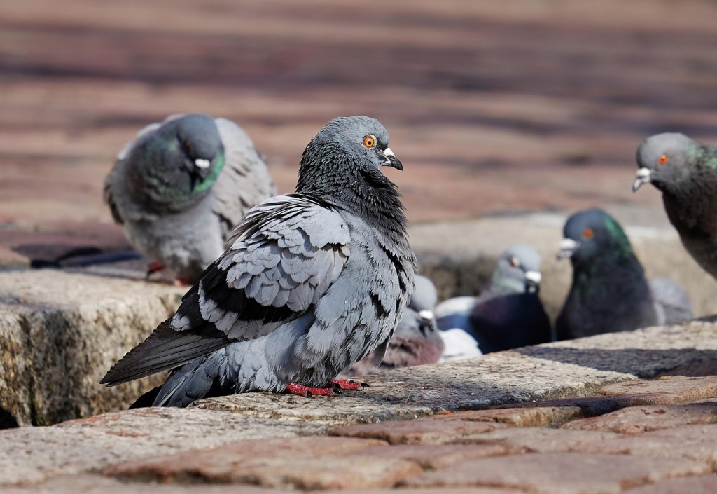 a group of pigeons on the sidewalk